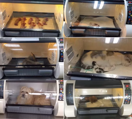 高品質の犬用獣医用酸素、ネブライザー、ブリーダー、犬とペット用の保育器